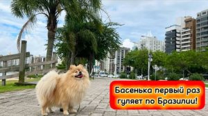 Басенька первый раз гуляет по Бразилии!