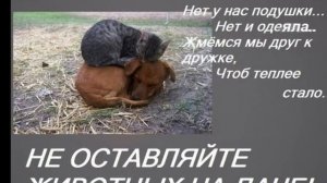 Мы в ответе за тех, кого приручили