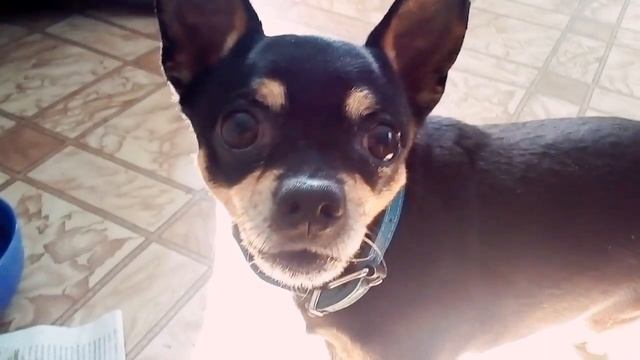 Цезарь Моя собака дурачится смотреть онлайн