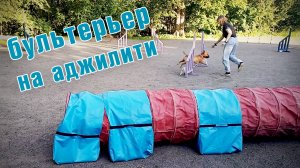 Минибуль Данчик на аджилити