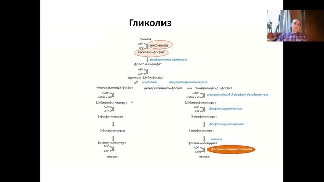 Эффект Варбурга