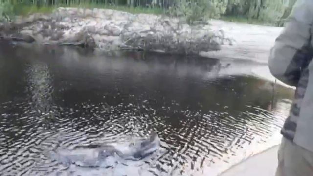 Хороший трофей!