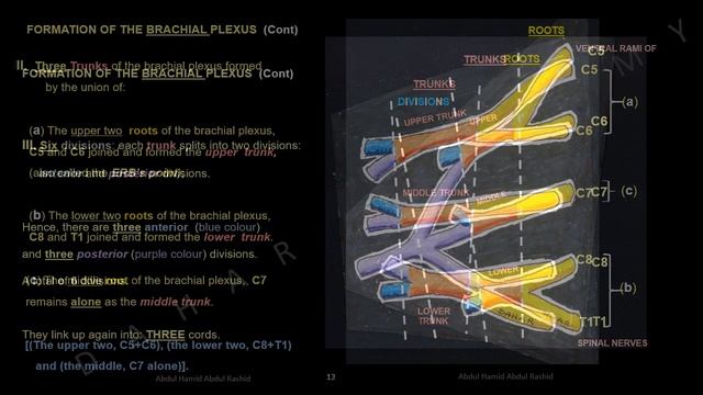 BRACHIAL PLEXUS  Part one, Anatomy DAHAR Series смотреть онлайн