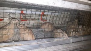 МАНЬЧЖУРСКИЙ ПЕРЕПЕЛ. Очередные жители нашего двора. Перепела. ЛПХ