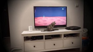 Kitty watching Tom & Jerry/    Котенок смотрит Том и Жерри