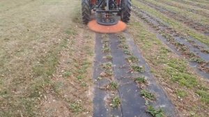 Strawberry leaf brush. Метла для листьев клубники. Escoba para hojas de fresa.