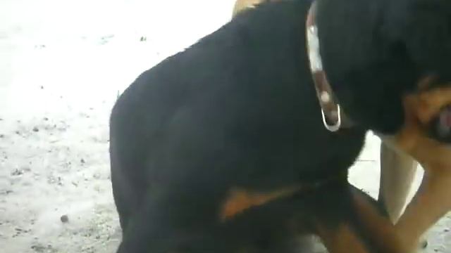 вот такая может быть и любовь у собак)) смотреть онлайн