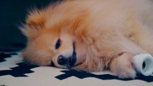 ДОМ для КОШКИ из КАРТОНА с ЛИФТОМ своими руками | ТРЕХЭТАЖНЫЙ ДОМ из КОРОБОК МАЙНКРАФТ