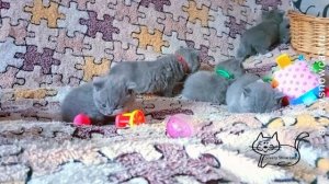 голубые британские котята из питомника британских кошек Москва