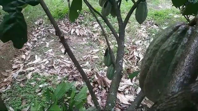 cara pemangkasan kakao || meilih cabang yang produktif pada tanaman kakao