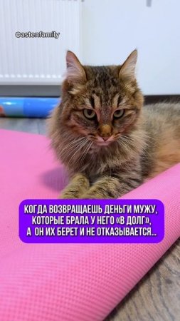 Не отказывается #astenfamily#кототерапия #кошечки#приколыкоты#котыприколы#смешные#котики