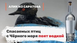 Спасаемых птиц с Чёрного моря поят водкой. Алик из Саратова