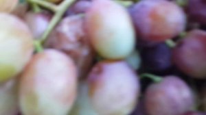 Гусеницы на винограде.