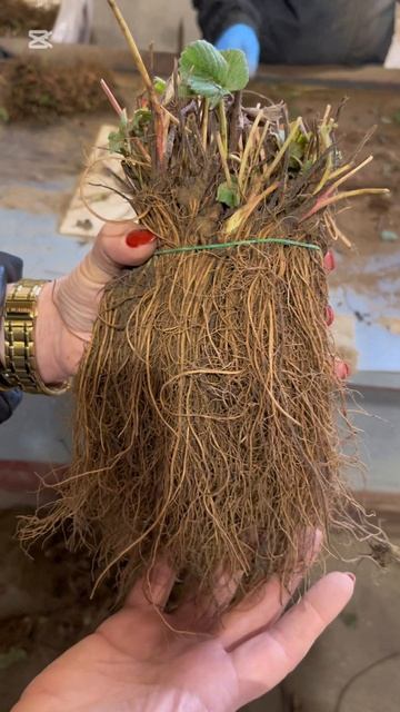 Категория В