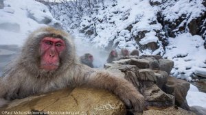 Горячие купания в японских источниках макак: фотографии