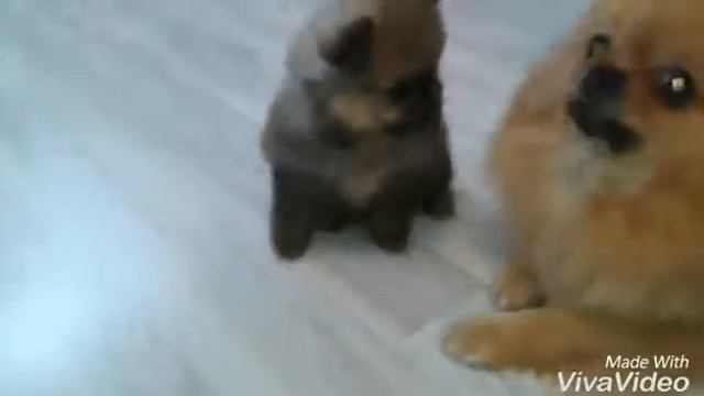 Щенки померанского шпица смотреть онлайн