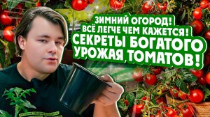 Зимний огород! Всё легче чем кажется! СЕКРЕТЫ БОГАТОГО УРОЖАЯ ТОМАТОВ!