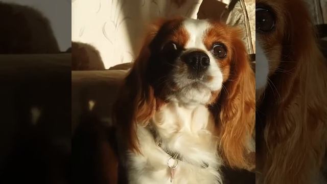 Очень злая собака! смотреть онлайн