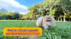 Вместе с Басей изучаем растения Бразилии и птиц!