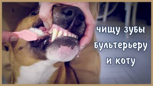 Чистим зубы бультерьеру и коту