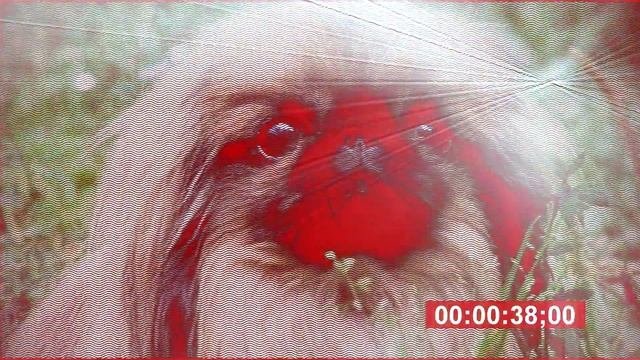 Жесткая Психоделика