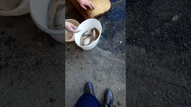 Як бистро можна почистити рибку. смотреть онлайн