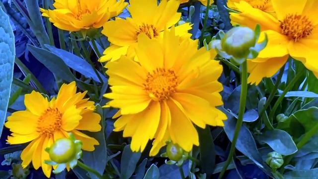 Знакомые считали ее стервой, которая бросила покалеченного жениха своим родителям, а сама уехала.. смотреть онлайн