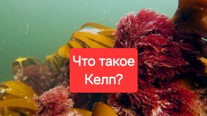 Келп что это? Для чего нужно включать эту водоросли в рацион?