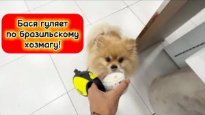 Бася гуляет по бразильскому хозмагу!
