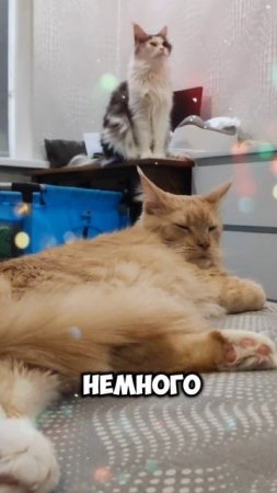 Важные кошачьи дела. #мейкун #cat #мейнкун #котик #кот #кошки #мяу #коты #котики #кошка #мяумяу