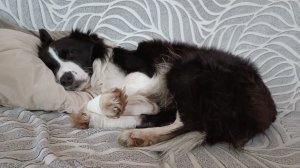 Бордер колли _ меры предосторожности