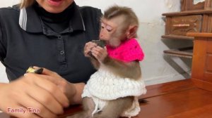 Tina the monkey obediently waits for her mother to prepare breakfast full of love