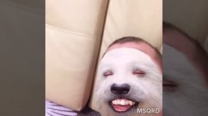 Белый медведь смеется