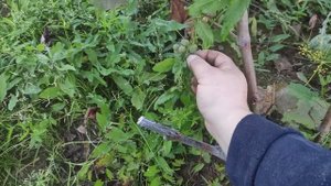 Виноград Вродж Ван Дер Лан. Ленинградская область. 09.11.2022