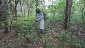 Как выглядят покопы дикого кабана, июнь 23