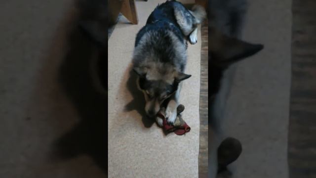 Пирожки не ест, перчатки дайте.. смотреть онлайн