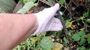 СТЕКЛЯННИЦА / НЕ ПРОПУСТИТЕ БОЛЕЗНИ / ЭТО НАДО СДЕЛАТЬ ОСЕНЬЮ