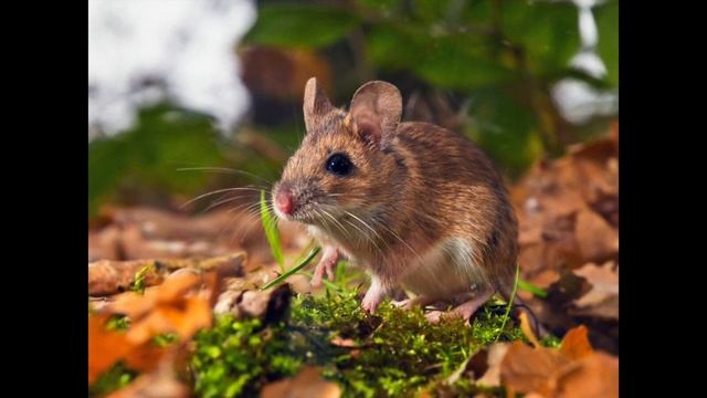Natalino Otto - I tre timidi смотреть онлайн