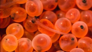 Выращивание форели Кала Ранта с икринки до малька на ЗАО "Вирта"