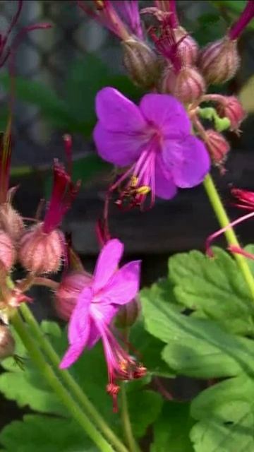 Герань садовая. Дмитрий Шлапак смотреть онлайн