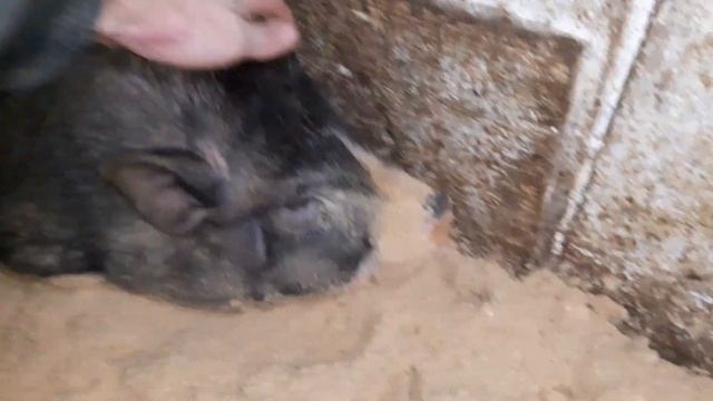 Вьетнамские свиньи//Жду Машку//Привез опилок//14 декабря 2022 год смотреть онлайн