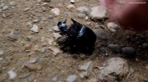 The quest for the biggest dung beetle - Heliocopris dominus ...