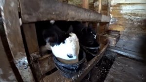 Почему мы так рано сдаём быков. Сдаём молоко. Подготовка огорода. Омск Москаленки жизнь в деревне.