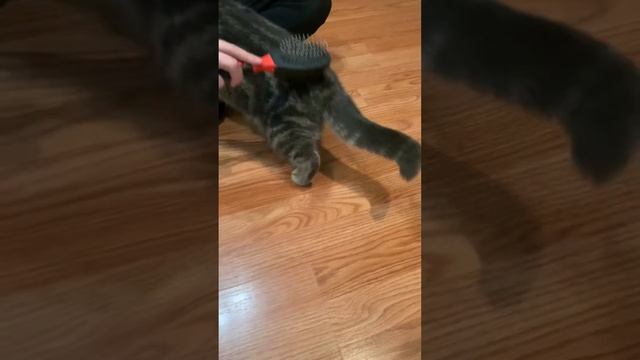 ПРИКОЛЬНЫЕ ДОМАШНИЕ ЖИВОТНЫЕ/ СМЕШНЫЕ КОТЫ/ FUNNY CATS/ CATS/🐈