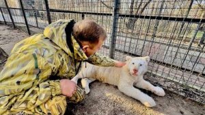 Белый тигрёнок ЛАСТИТСЯ к Олегу Зубкову,но тут де ШИПИТ на Дениса)))