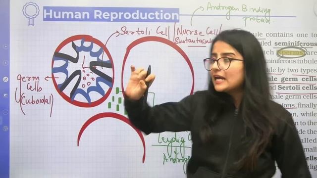 Human Reproduction | Male Reproductive System | L1 | Term 1 | Seep Pahuja