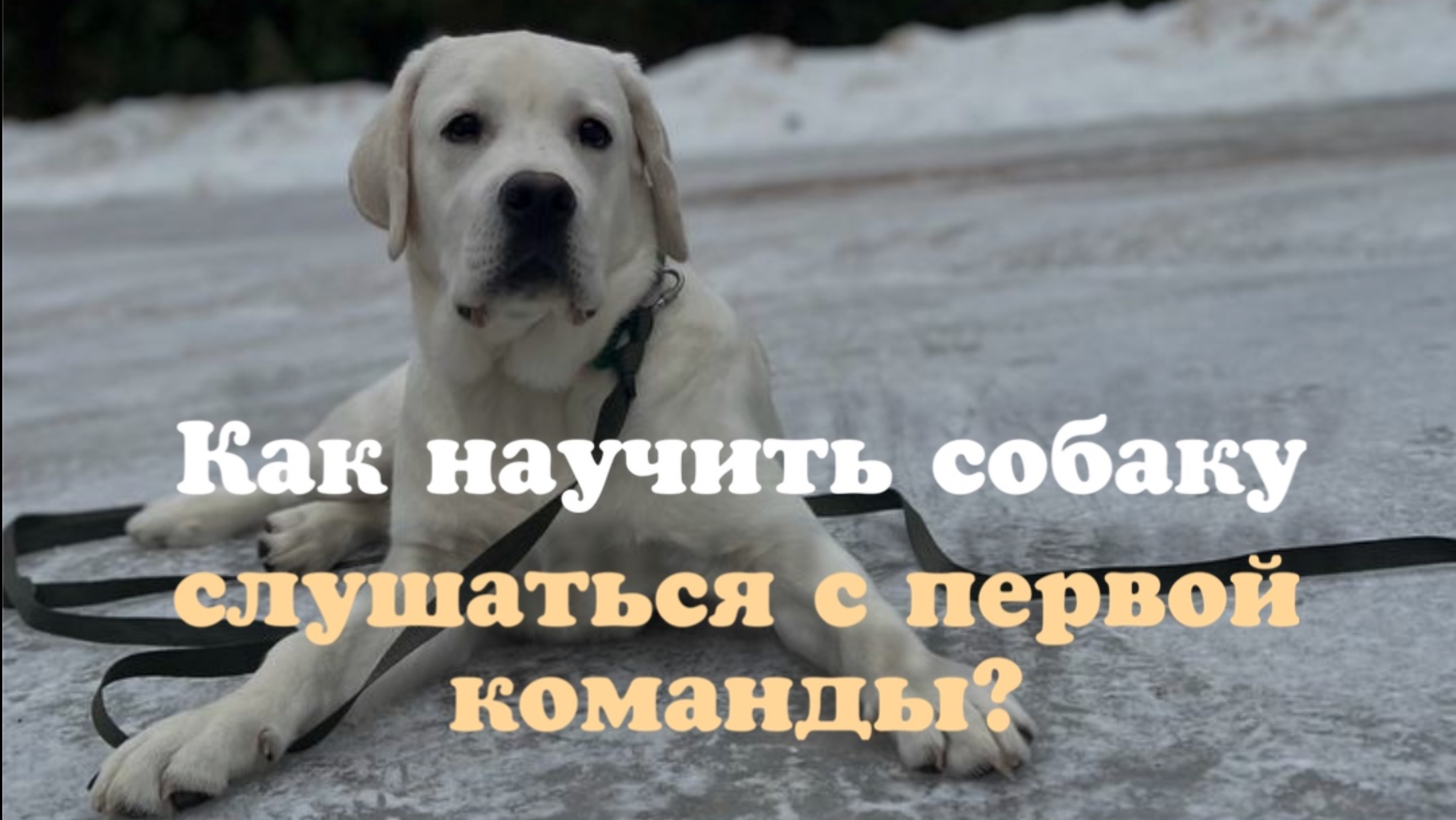 Как научить собаку слушаться с первой команды?