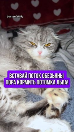 Потомок Льва #astenfamily#кототерапия #кошечки#приколыкоты#котыприколы#смешные#котики