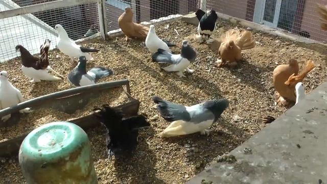 Статные Кончакова М.И.