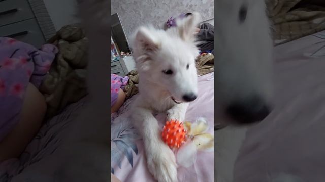 требует внимания #самоедскаялайка#самоед#мультики#собака#